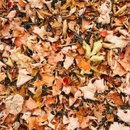 Fall leaves on the ground