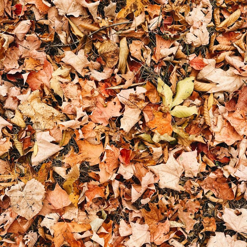 Fall leaves on the ground