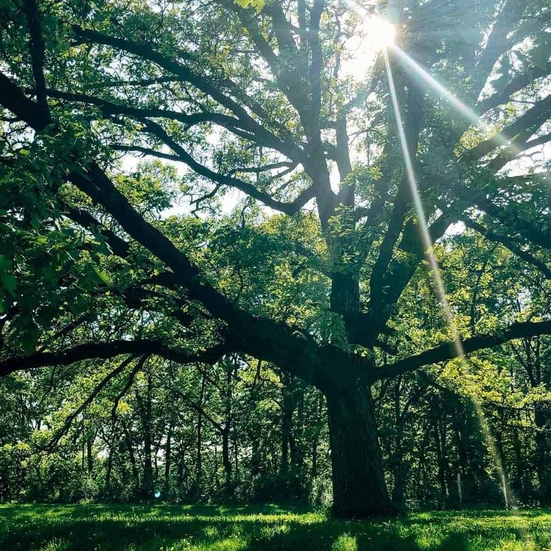 A green tree in the sunshine.