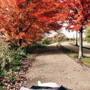 A sidewalk that passes through trees with leaves that have changed colors.